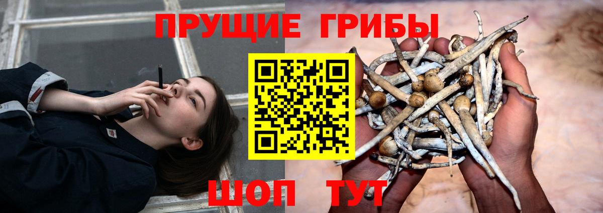 Псилоцибиновые грибы Psilocybine cubensis Наро-Фоминск